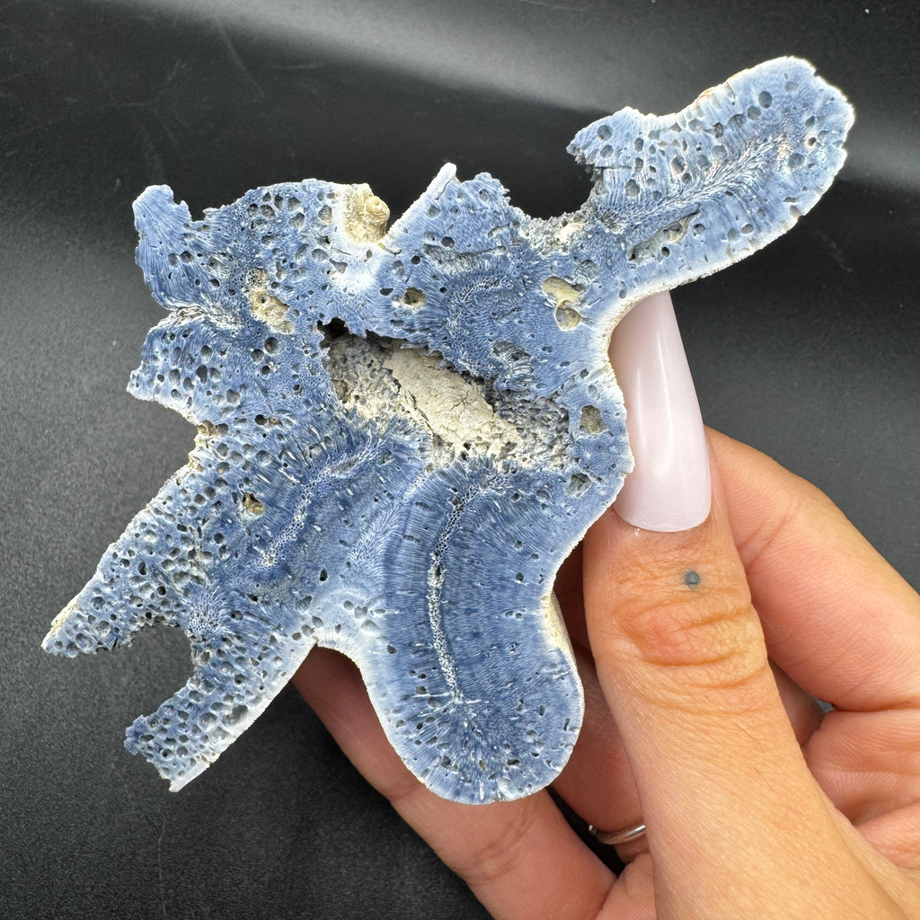Australian Blue Coral Slabs
