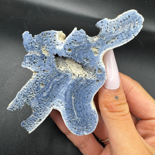 Australian Blue Coral Slabs