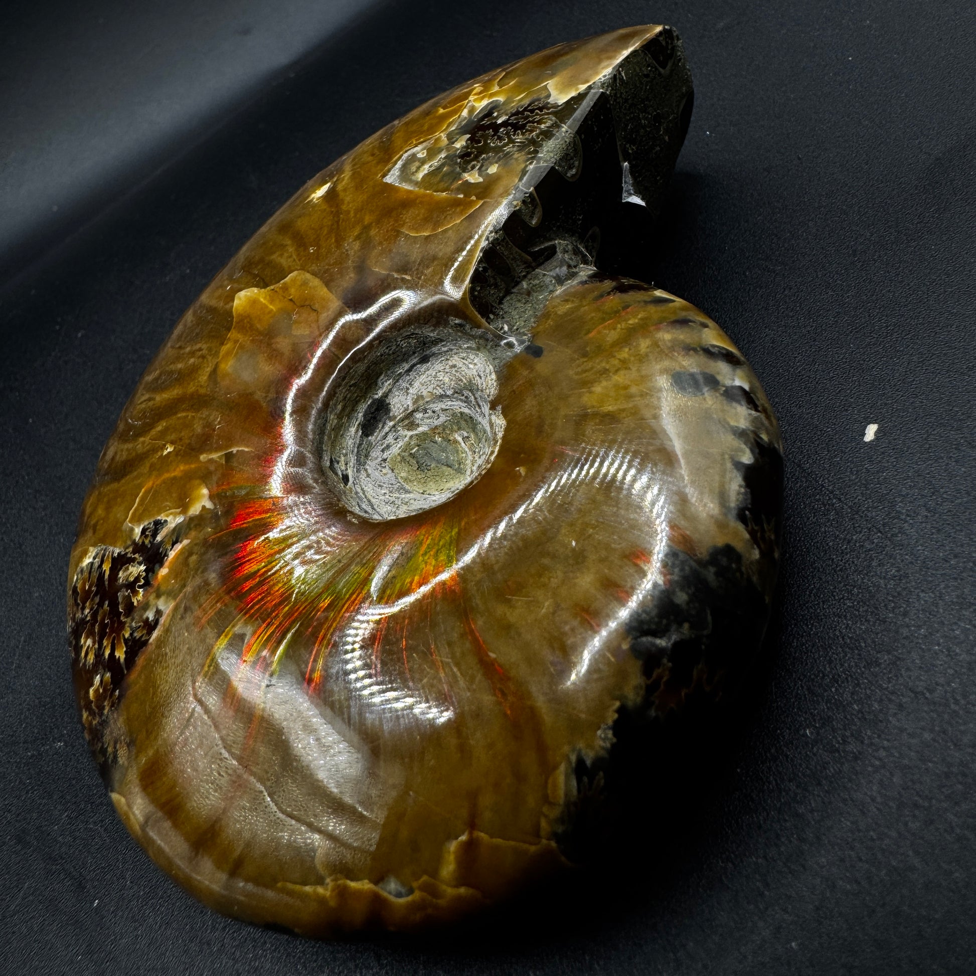 Ammonite