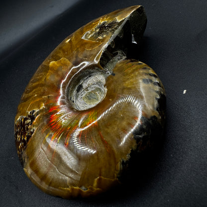 Ammonite