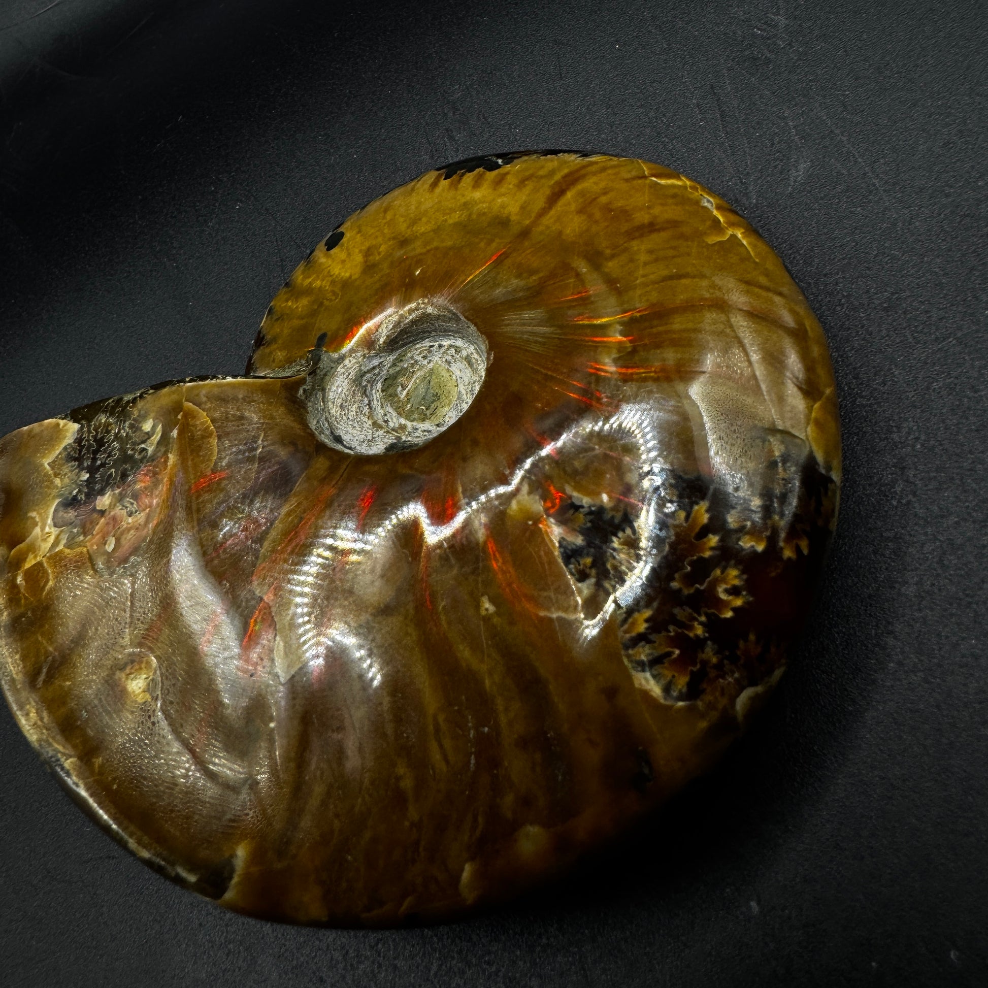 Ammonite