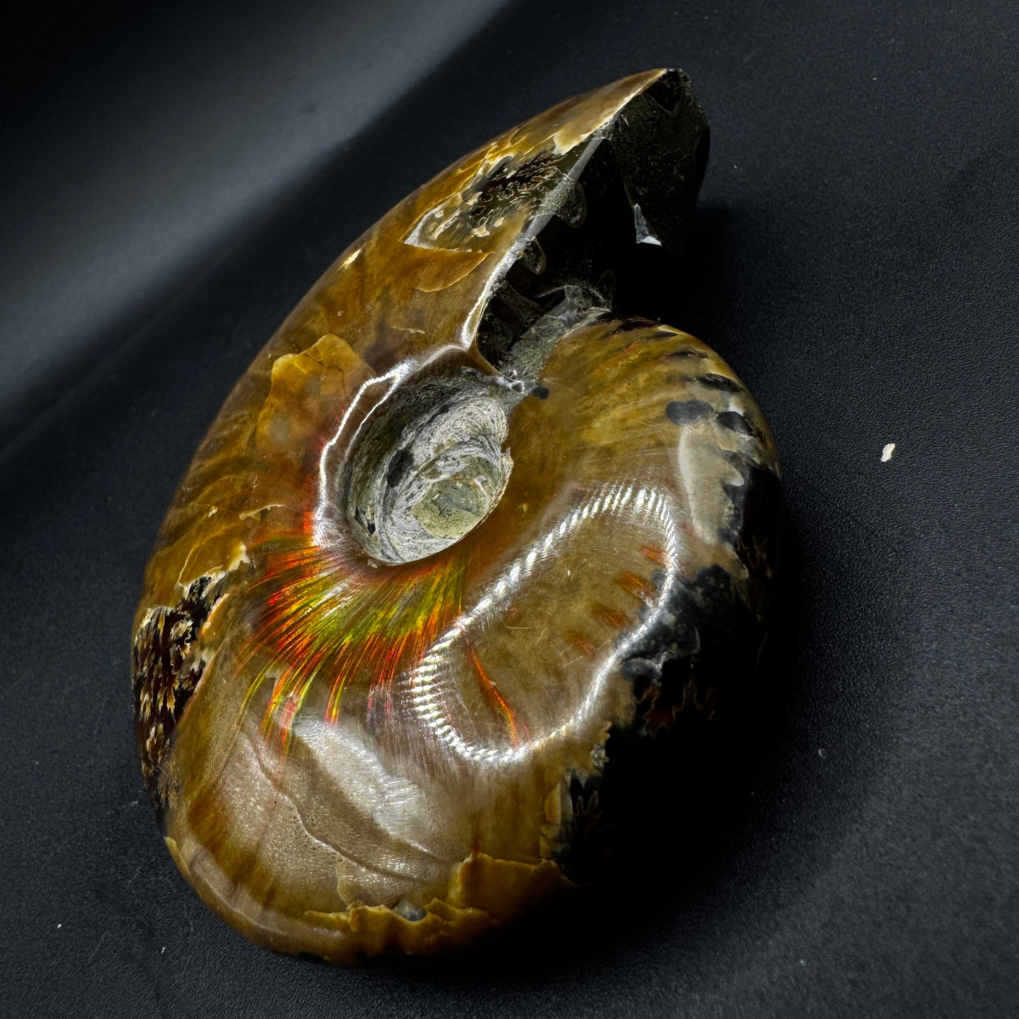 Ammonite