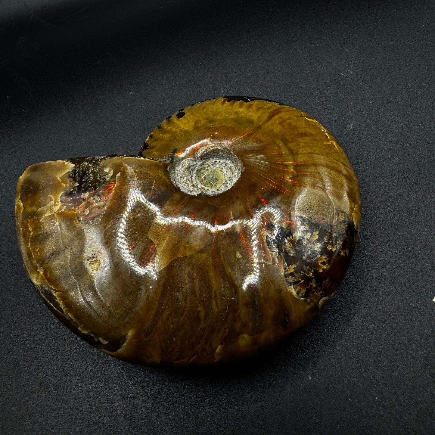 Ammonite