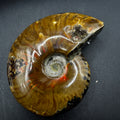Ammonite