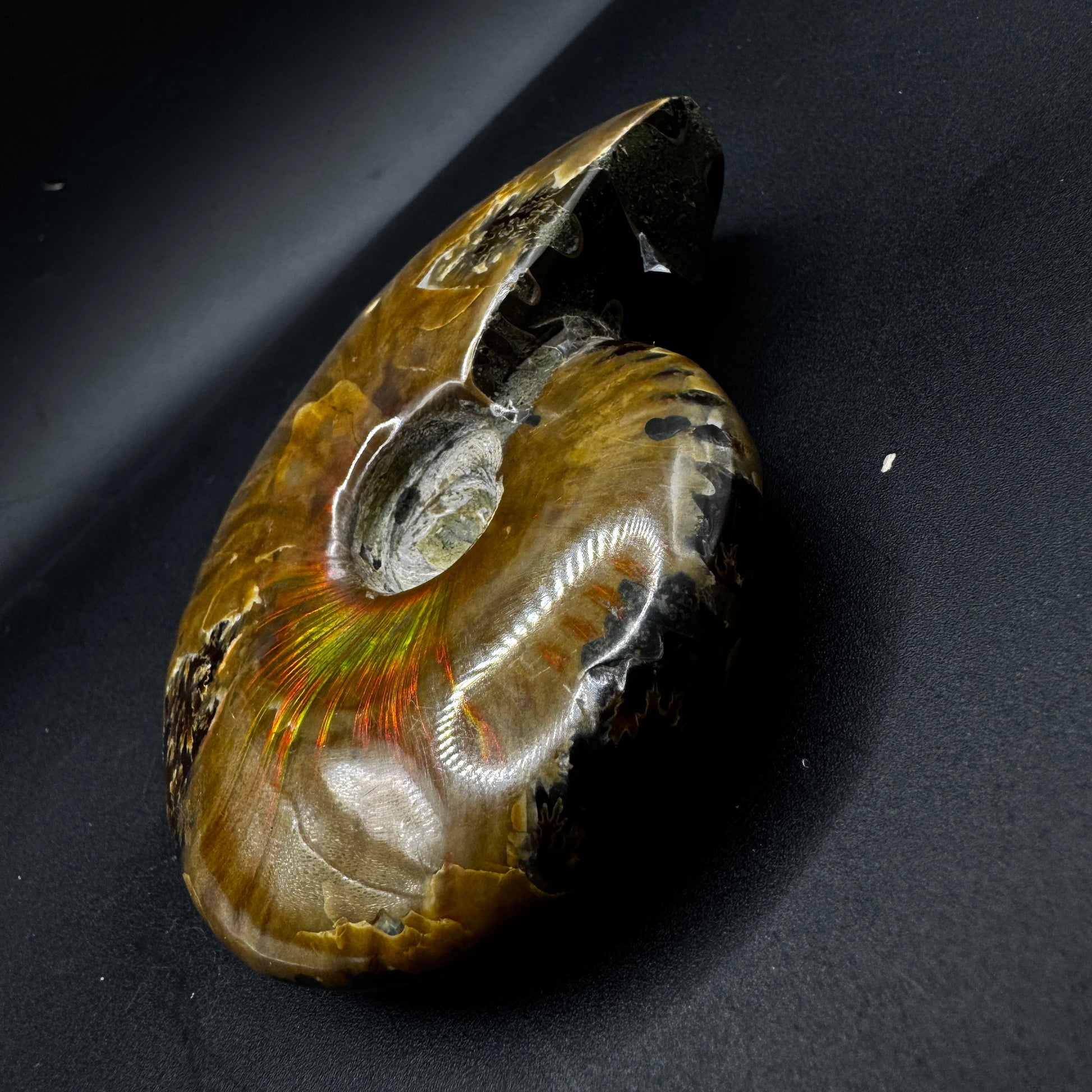 Ammonite