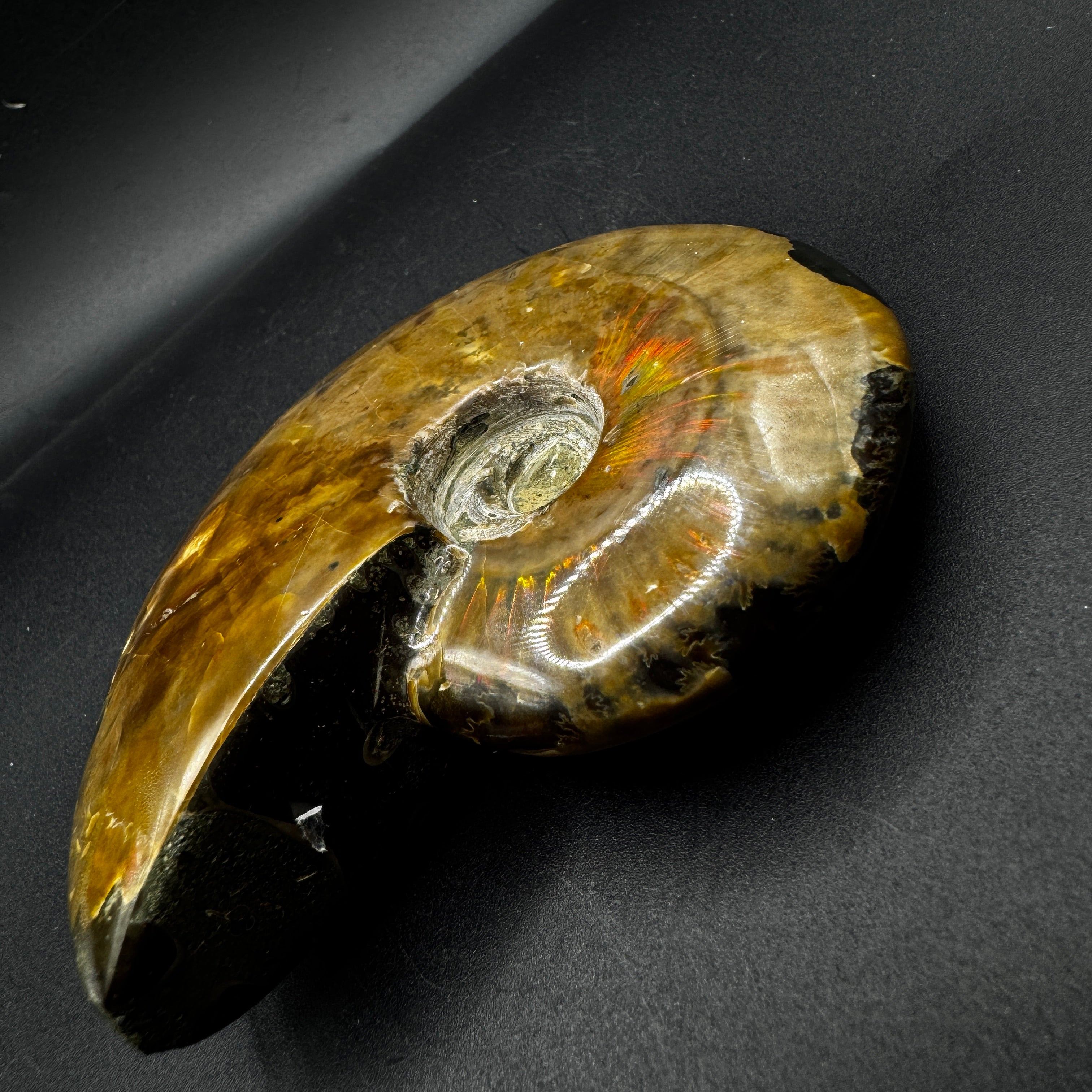 Ammonite