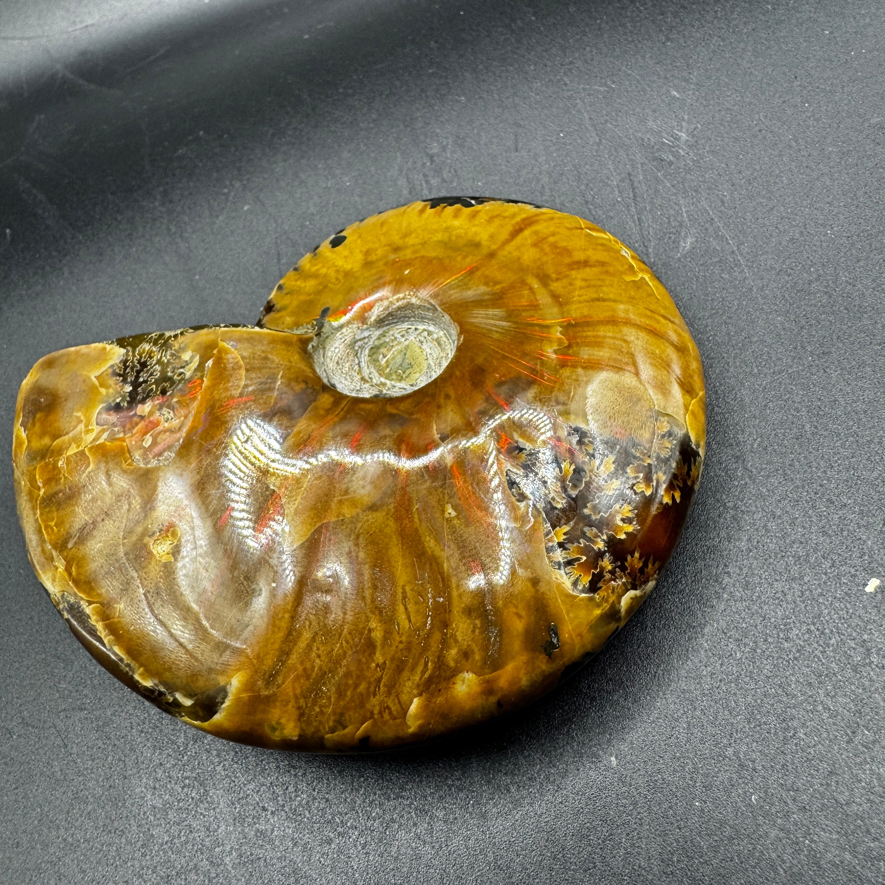 Ammonite